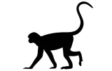 Primata