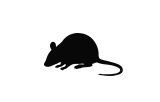 Rato