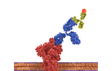Secondary antibodies