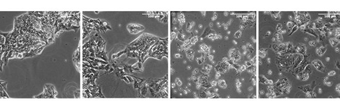 /upload/cellship-1-t3ca6f.jpg