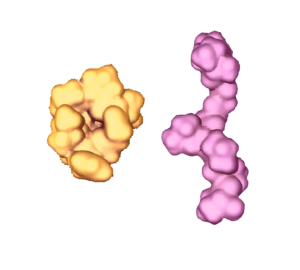 Topology matters: Cyclic Peptide Permeate Skin-Membrane Mimics More Easily Than Linear Analog