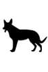 Cão