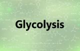 Glicólise