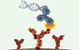 Imuno-PCR
