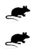 Kits de deteção IHC - Dupla coloração para tecidos de ratinho anti-IgG de ratinho