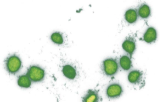 Mycoplasma detection kits