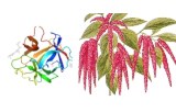 Amaranthus caudatus lectin (ACL/ACA) 