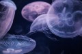 Jellagen Jellyfish Collagen