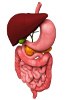 Human Frozen Tissue Sections - Gastrointestinal system
