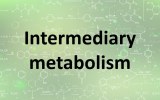 Kits de ensaio para metabolismo intermediário