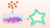 Based on extracellular matrix 