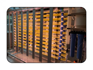 Serviços de expressão de proteínas recombinantes à base de microalgas