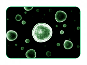 Protein production and purification in mammalian cells