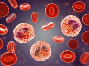 Biospecímenes humanos para investigação em hematologia: sangue, PBMCs, leucopaks e muito mais