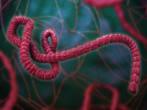 Doença pelo Vírus Ébola: Virologia Molecular e Gestão Clínica 2026