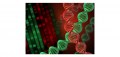Vermelho de ADN Neodye:  A melhor alternativa ao EtBr