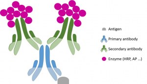 Imunohistoquímica (IHC) Protocolo geral