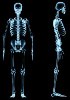 Human primary cells - Skeletal system