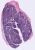 Human Frozen Tissue Sections - Tonsil